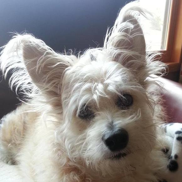 Meet your Posher, Muggy - Picture 1 of 1